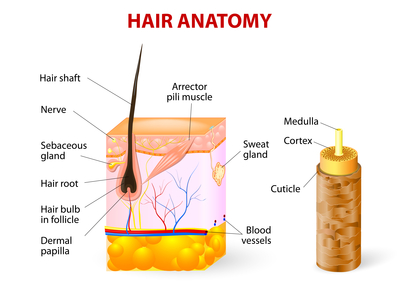 hair keratin made anatomy